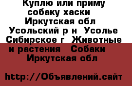 Куплю или приму собаку хаски. - Иркутская обл., Усольский р-н, Усолье-Сибирское г. Животные и растения » Собаки   . Иркутская обл.